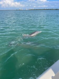 dolphin