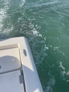 dolphin2